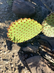 Opuntia rufida