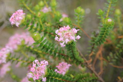 Pimelea ferruginea