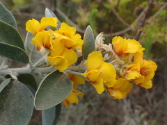 Stirtonanthus taylorianus