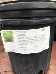 Amsonia hubrichtii