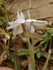 Moraea setifolia