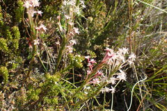 Struthiola macowanii