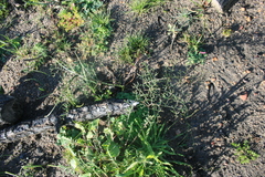 Pelargonium anethifolium