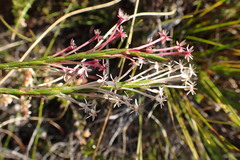 Struthiola macowanii