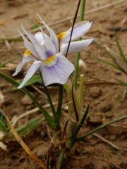 Moraea setifolia