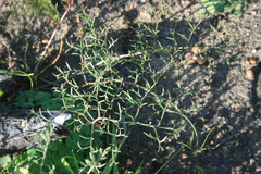 Pelargonium anethifolium