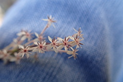 Struthiola macowanii