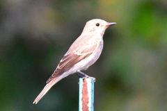 Muscicapa striata