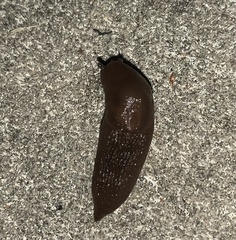 Ambigolimax valentianus