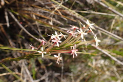 Struthiola macowanii