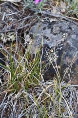 Carex rupestris