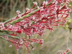 Struthiola macowanii