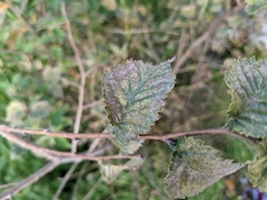 Ulmus minor