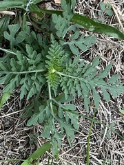 Lepidium didymum