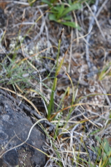 Carex rupestris