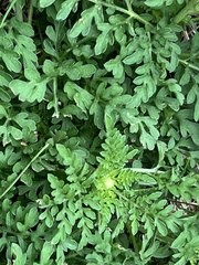 Lepidium didymum