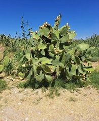 Opuntia ficus-indica