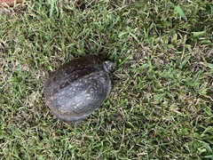 Terrapene carolina major