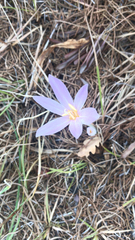 Colchicum autumnale