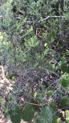 Erica arborea