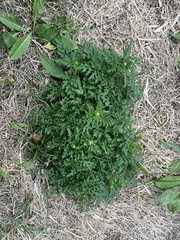 Lepidium didymum