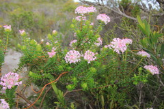 Pimelea ferruginea