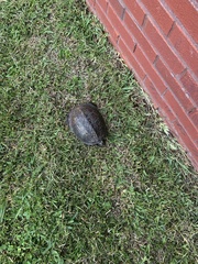 Terrapene carolina major