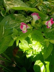 Torenia