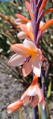 Watsonia tabularis