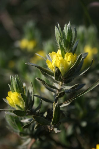 Image of Xiphotheca lanceolata by (c) Jacques van der Merwe, some rights reserved (CC BY-SA)