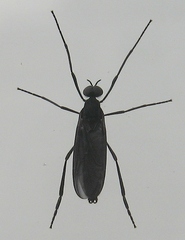 Penthetria heteroptera