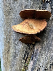Gymnopilus