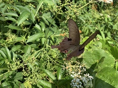 Papilio dialis