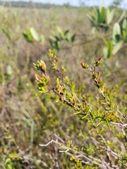 Hypericum brachyphyllum