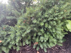 Taxus baccata