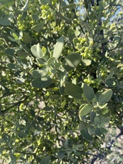 Phoradendron leucarpum
