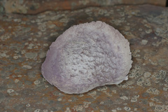 Calvatia lilacina image