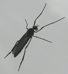 Penthetria heteroptera