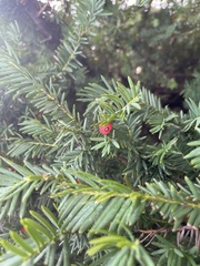Taxus baccata