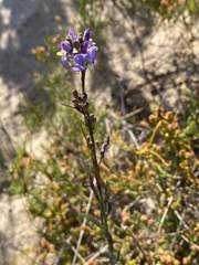Heliophila linearis linearis