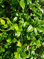 Trachelospermum