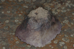 Calvatia lilacina image