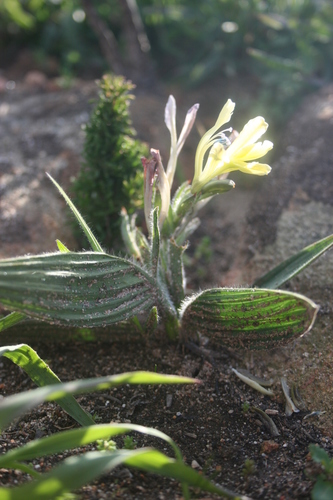 Image of Babiana odorata by (c) Jacques van der Merwe, some rights reserved (CC BY-SA)