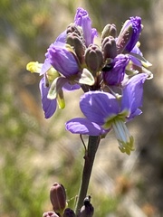 Heliophila linearis linearis