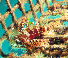 Dendrochirus brachypterus