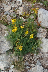 Jacobaea adonidifolia