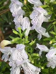 Conradina grandiflora