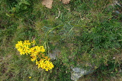 Jacobaea adonidifolia