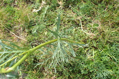 Jacobaea adonidifolia