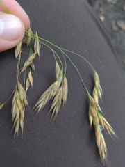 Bromus ciliatus